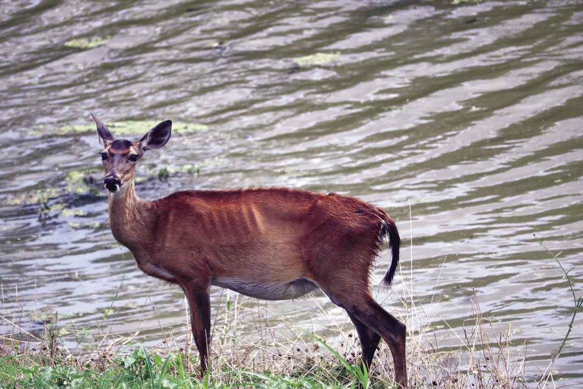 A deer stands on a strip of land in front of a flooded area. The deer's ribs are protruding because it is starving.