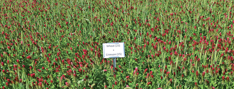 Field of red flowers with a sign that reads, "Wheat (25) + Crimson (15)