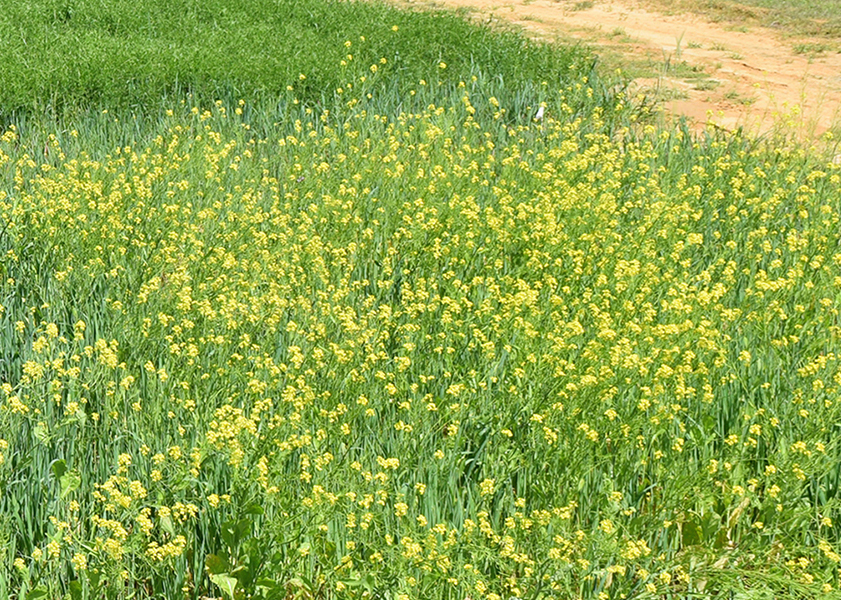 Large field of yellow flowers.