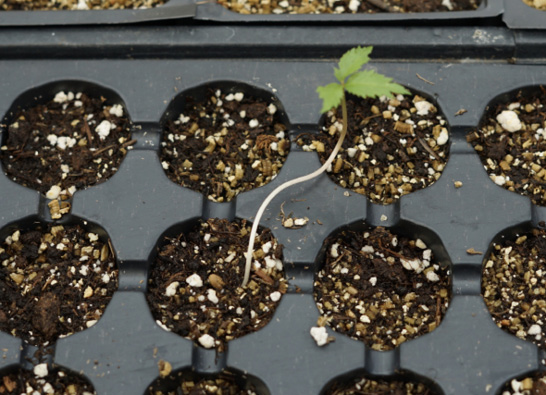 A seed tray with several sections filled with potting media; one section has a single sprout with a white step and three small, green leaves.