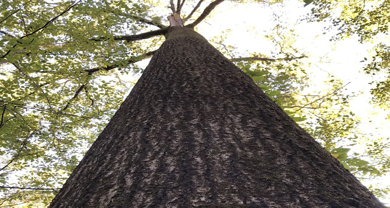 Photo of a large tree from the ground pointed up to the sky,