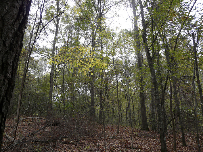 A post-high grade hardwood forest where all of the larger, economically valuable trees have been removed, leaving only small trees.
