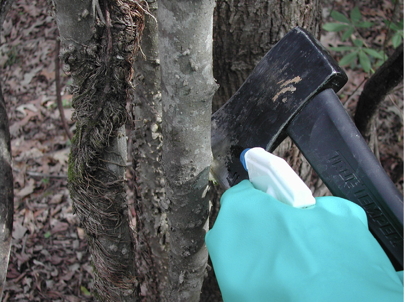 A person with a gloved hand holds a spray bottle aimed at a tree stem with an ax blade about one-half of an inch into the stem.