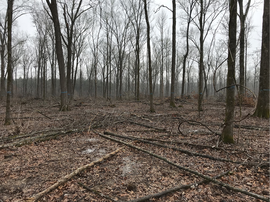 A winter forest with brown leaves and many small-diameter stems on the ground. Many trees remain standing in the background.