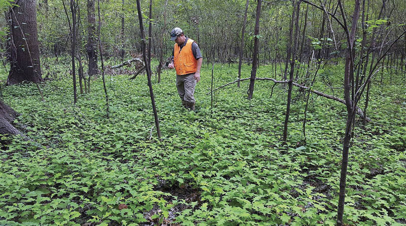 A man stands a forest with thousands of seedlings growing.