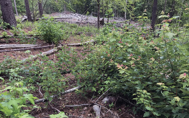 Young trees grow out of the stumps of previously cut trees.