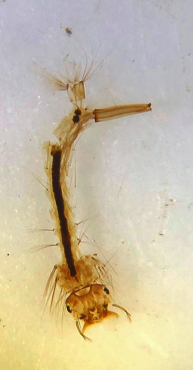 Long, skinny mosquito larva.