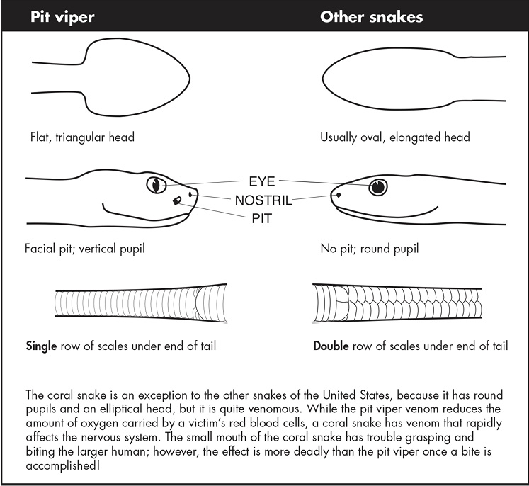 A diagram that shows the difference between pit vipers and other snakes. The information is also conveyed in the text.
