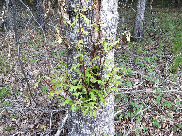 A tree trunk with small branches growing from one area.