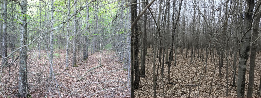 Plantation oak trees have many lower-trunk limbs compared to a naturally regenerated stand without lower-trunk limbs.