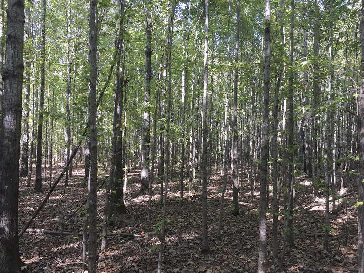 A forest with water oak and sweetgum trees with straight stems without lower limbs.