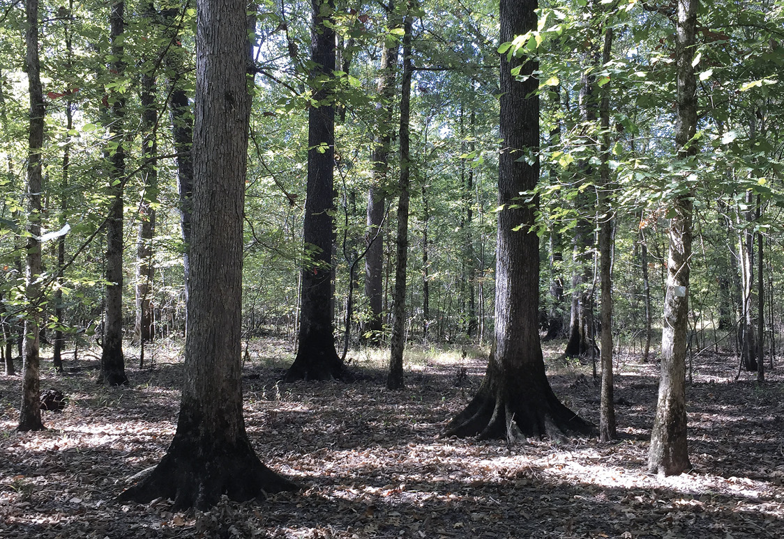A stand of trees with a dry, leaf-covered forest floor.
