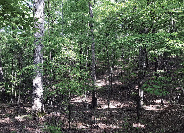 A stand of trees growing on a hillside with a dry forest floor.
