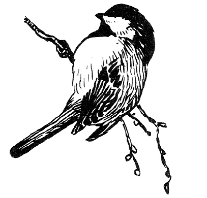 Black and white illustration of a small chickadee.