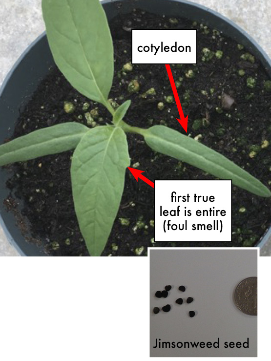 Jimsonweed plant in a pot with arrows pointing to a cotyledon (one of the first leaves to appear from a germinating seed) and the first true leaf, which is entire and has a foul smell. Jimsonweed seeds next to a dime for size comparison. The seeds are dark brown and round.