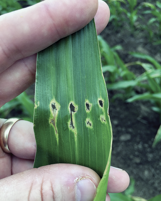 A series of holes across the width of a corn leaf.