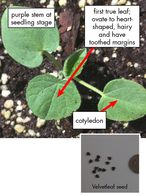Velvetleaf weed pictured with oval, hairy leaves and toothed margins on the foliage. Seed photo: Velvetleaf seeds pictured next to a dime for size comparison. Small, brown and round.