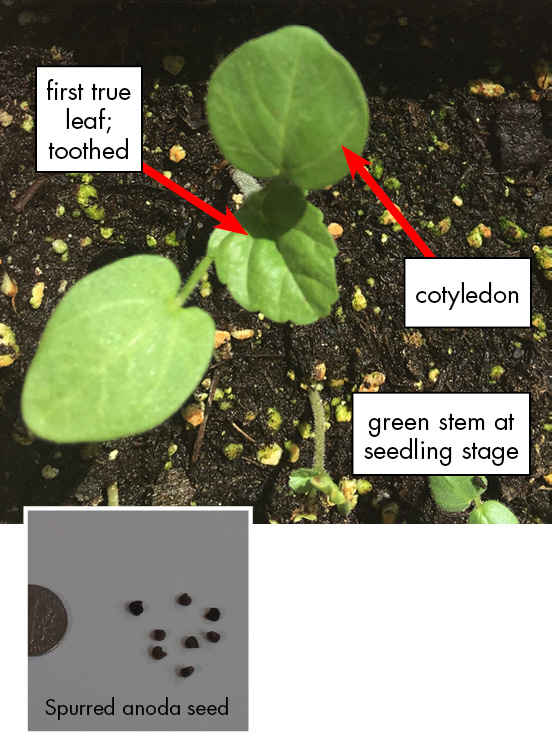 Spurred anoda weed pictured with smooth, oval leaves and toothed margins on the foliage.  Seed photo: Spurred anoda seeds pictured next to a dime for size comparison. Small, brown and round.