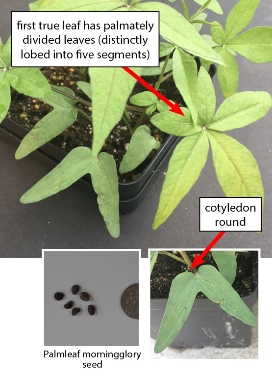 Palmleaf morningglory pictured with five oblong green leaves and rounded initial leaves.
Close up photo: Up close image of palm morningglory initial leaves which are rounded.
Seed photo: Small tear drop shaped brown seeds pictured next to dime for size comparison.