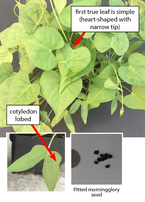 Pitted morningglory pictured with green heart-shaped leaves and lobed initial leaves.
Close up2: Close up image of pitted morningglory initial leaves which are lobed.
Seed photo2: Small round brown seeds pictured next to dime for size comparison.