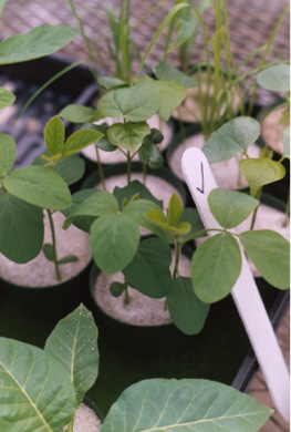 Soybean plant pictured with green healthy leaves and no nutrient deficiencies. 
