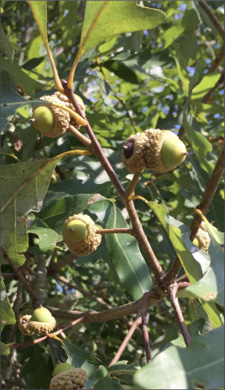Maturing fruit on the limb of tree. Capturing blooming flowers or fruit on a branch can further help experts identify a tree properly.
