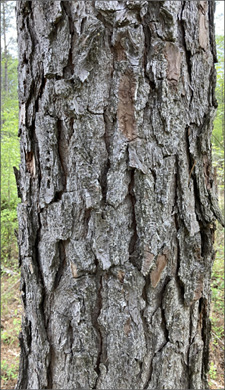 Tree bark varies among trees and should be captured at close range to help experts identify the tree for proper classification.