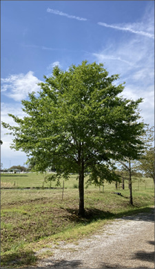 The full height of a tree is pictured in a forested area. To help experts identify a tree properly, ensure that a photo of the tree is taken within in its landscape and next to other trees for comparison.