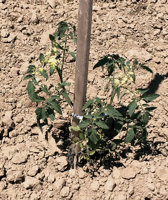 A tomato plant that shows signs of damage.