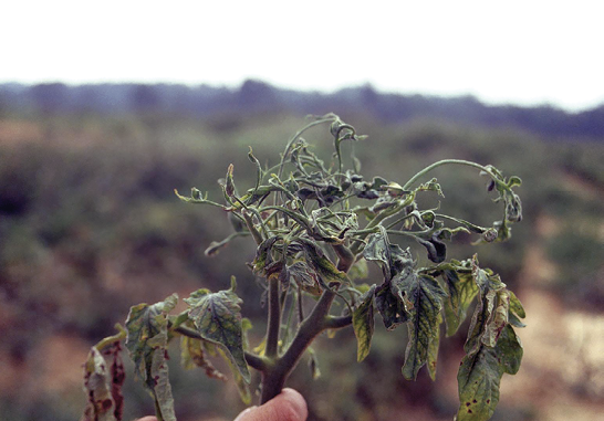 Severely wilted tomato plant.