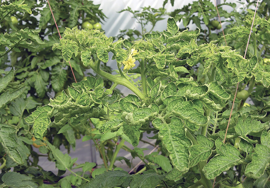 Abnormally curving tomato leaves.