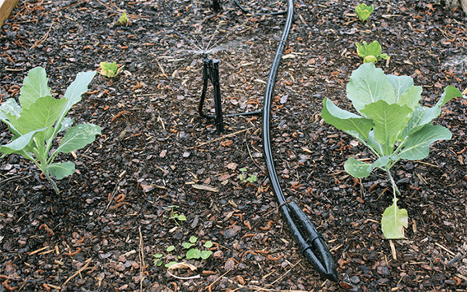 A small sprinkler sprays water between two small plants in a flower bed.