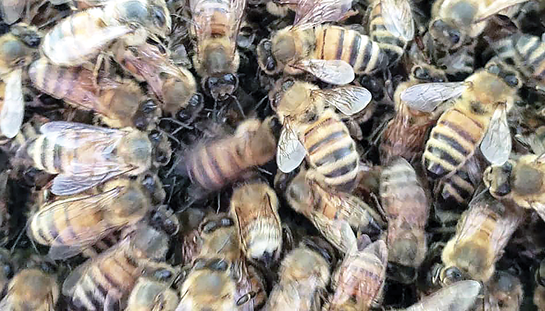 A closeup of several honey bees.