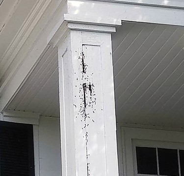 Bees swarming around a porch column.