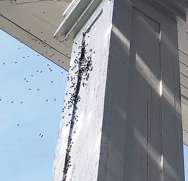 Bees swarming around a porch column.