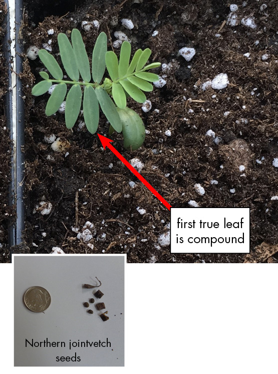 Northern jointvetch features green compound leaves, which are multiple smaller oval leaves coming from either side of the stem. NJ Seeds: Small brown round seeds and small square seeds next to dime for size comparison.
