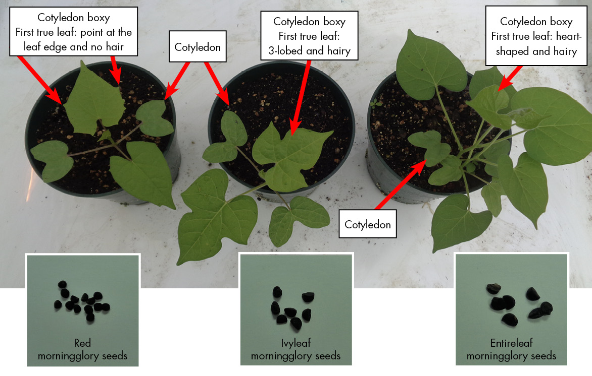Three pots are pictured representing the morningglory family. From left: Red morningglory featuring points on leaf edges; Ivyleaf morningglory featuring three lobes; and the heart-shaped Entireleaf morningglory.  Red MG seeds: Small brown round seeds pictured with points on both ends of each seed. Ivyleaf MG seeds: Small brown round seeds pictured with points on both ends of each seed. Entireleaf MG seeds: Small brown round seeds pictured with points on both ends of each seed.