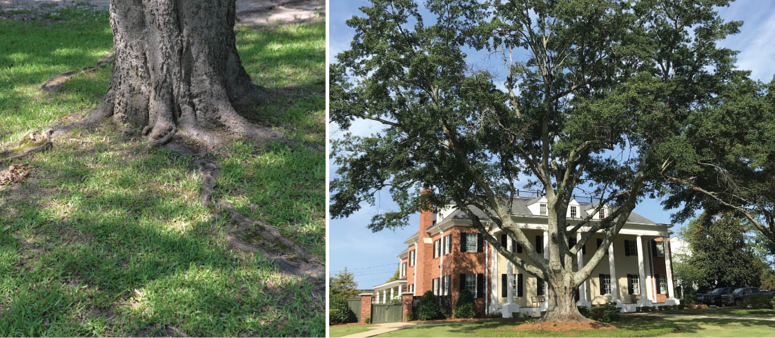Structural roots of older trees sometimes rise above ground. Roots covered with mulch are protected.