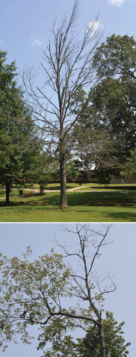 Some trees decay more quickly in warm climates. These trees featured have thin branches and few leaves, indicating tree failure.
