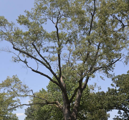 This tree has thinning leaves and branches in what is supposed to be the fullest part of its canopy. This indicates that this tree is likely experiencing an internal disease.