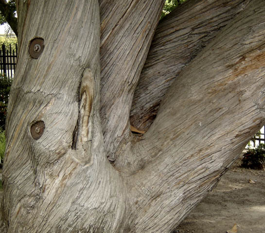 A tree with co-dominant stems will benefit from the support of bracing bolts.