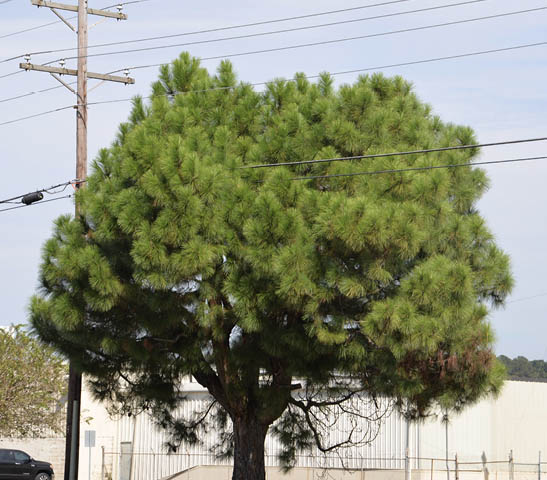 This tall growing tree is interacting with a powerline, which is a safety risk.