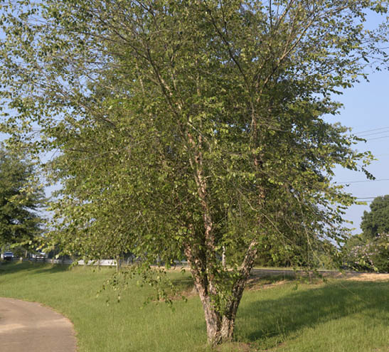 River Birch tree has full leaves and branches, but is featured with a multi-stemmed form instead of the standard single trunk.