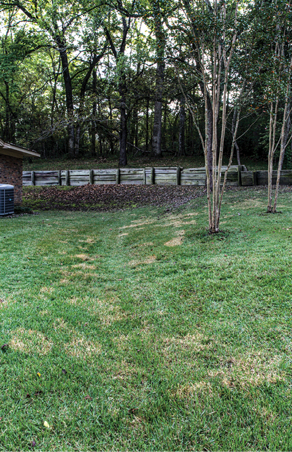 A grassy yard with many small patches of dead grass.