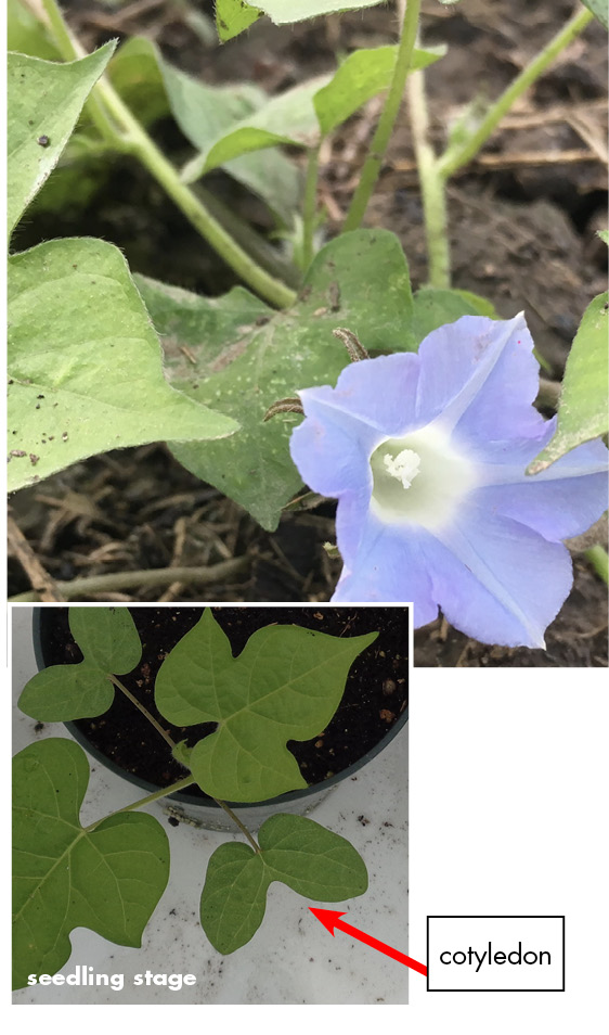 Ivyleaf morningglory - adult and cotyledon stage