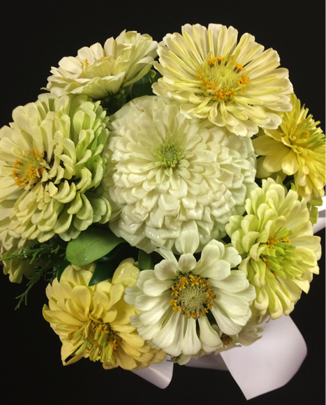 About eight large off-white and pale-yellow zinnas arranged in a bouquet and tied with a white ribbon.