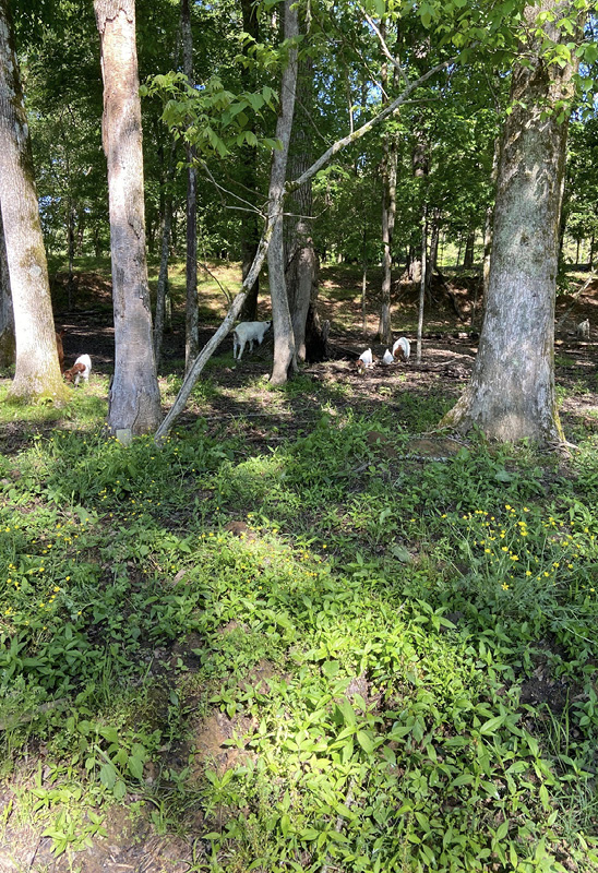 Goats grazing in the woods.