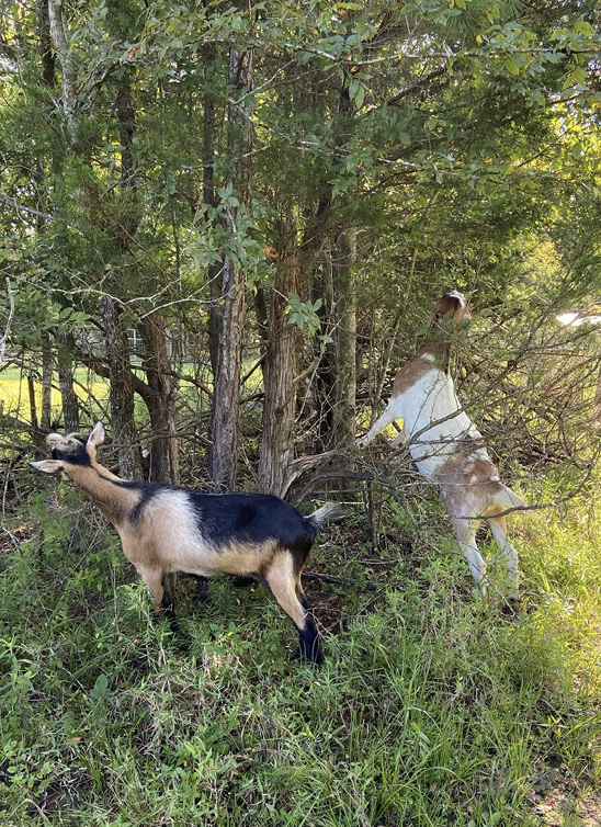 Two goats nibble on tree foliage.