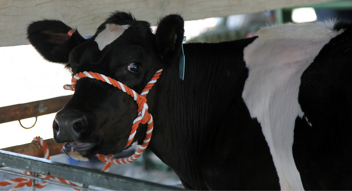 A calf is restrained with a harness and rope.