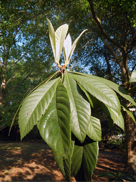 A plant with with several large green leaves.